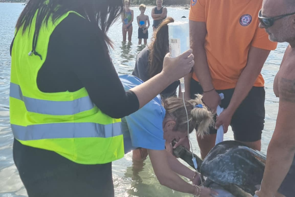 Νεκρά σταχτοδέλφινα στην Αχαράβη