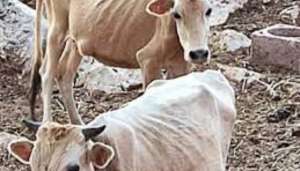 Για την υπόθεση των υποσιτισμένων αγελάδων: Παραμύθια με δράκους και άλλες ιστορίες
