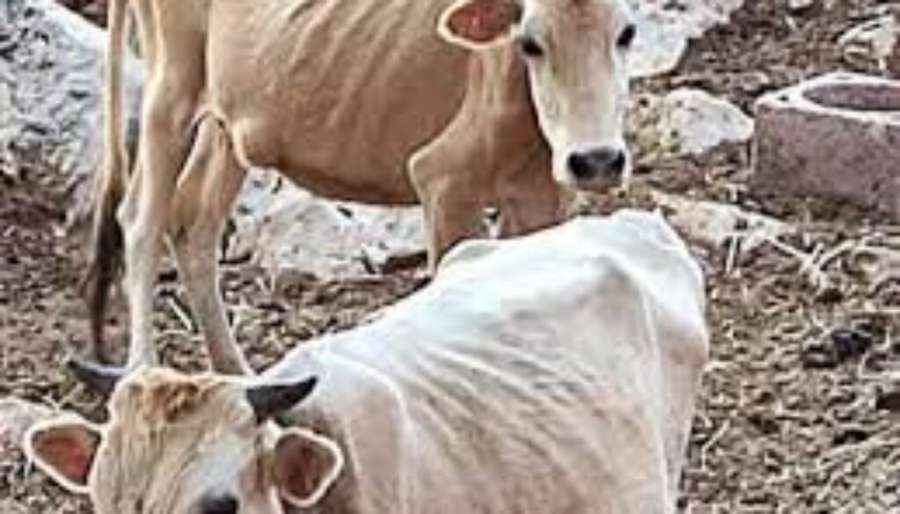 Για την υπόθεση των υποσιτισμένων αγελάδων: Παραμύθια με δράκους και άλλες ιστορίες