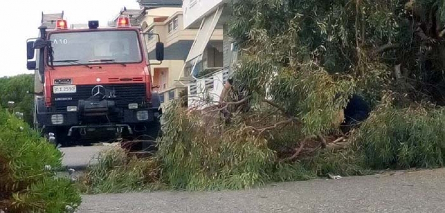 Πτώσεις δέντρων από την καταιγίδα στην Κέρκυρα - Προβλήματα στις ακτοπλοϊκές συγκοινωνίες
