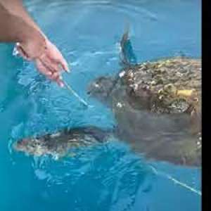 Διάσωση θαλάσσιας χελώνας