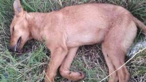 Κτηνωδία στον Πέλεκα: Από φόλα πέθαναν πέντε σκυλάκια