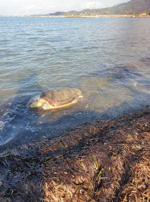 Άλλη μια νεκρή χελώνα - Αυτή τη φορά στη Ρόδα