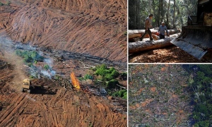 Εφιάλτης: Η καταστροφή των δασών μπορεί να σημάνει κατά 90% την καταστροφή του ανθρώπινου πολιτισμού