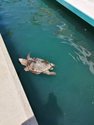 Νεκρή χελώνα στο λιμάνι της Λευκίμμης