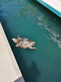 Νεκρή χελώνα στο λιμάνι της Λευκίμμης