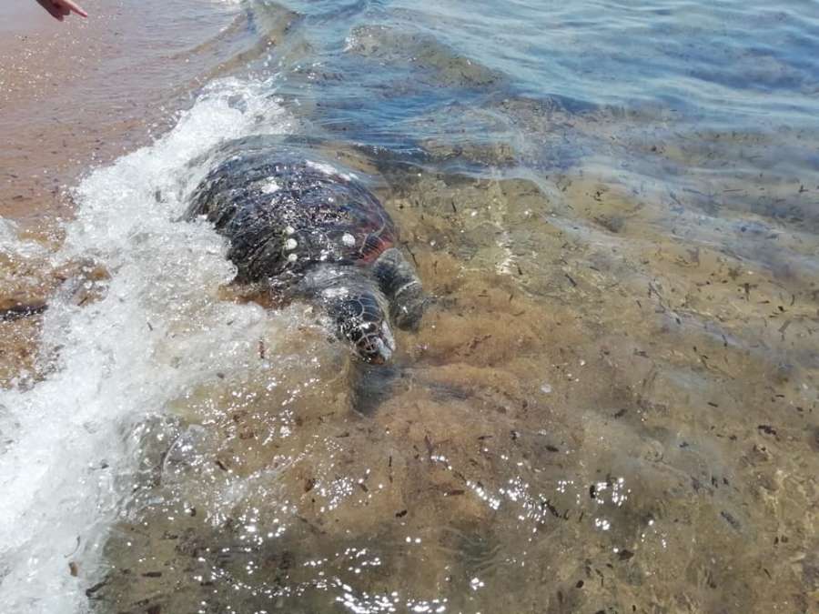 Μια ακόμα νεκρή χελώνα στην παραλία Αγίου Γεωργίου Αργυράδων