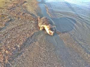 Νεκρή χελώνα στη Λευκίμμη