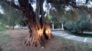 Ευδοκία 11 αιώνων: Η αρχαιότερη και πιο ογκώδης ελιά στον κόσμο στην Κέρκυρα