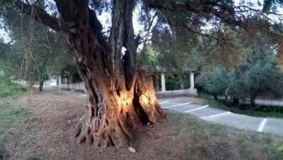 Ευδοκία 11 αιώνων: Η αρχαιότερη και πιο ογκώδης ελιά στον κόσμο στην Κέρκυρα