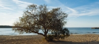 Αλμυρίκι: Το απόλυτο δέντρο του ελληνικού καλοκαιριού