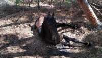 Κτηνωδία στη Λέσβο: Έδεσε άλογο σε δέντρο και το άφησε να πεθάνει