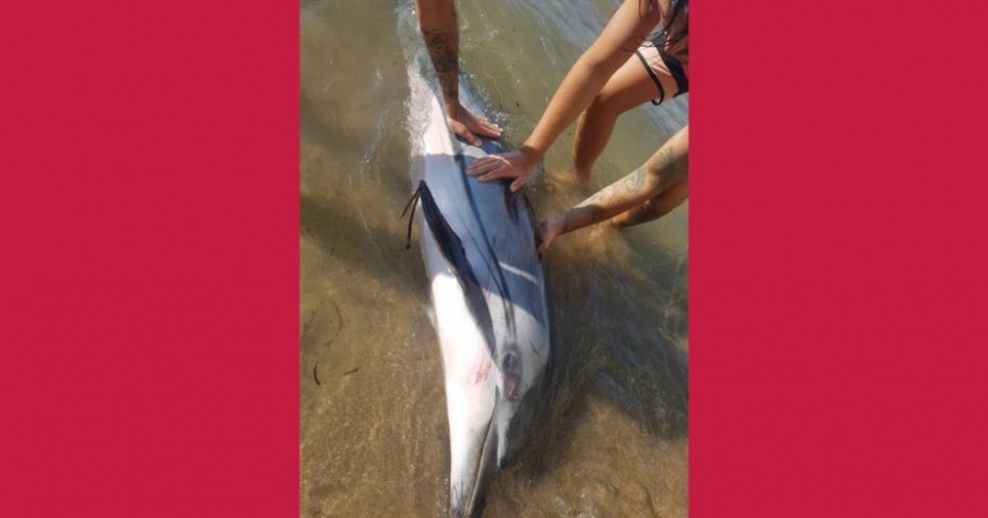 Μάχη ζωής για ένα δελφίνι που βγήκε στην παραλία Λογγάς στη Βορειοδυτική Κέρκυρα