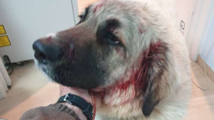 Βαρβαρότητα: Άνδρας πυροβόλησε στο κεφάλι σκύλο που έπαιζε με παιδιά