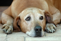 Σκύλος έπεσε σε πηγάδι στην Κρήνη Κερκύρας - Στήθηκε επιχείρηση για τη διάσωσή του (Photo)