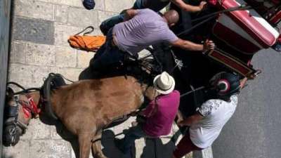 Αντιδράσεις για το νεκρό άλογο - Νέα στοιχεία για τη βαρβαρότητα