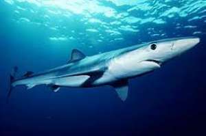 Γαλάζιος καρχαρίας σε παραλία των Επτανήσων - ΒΙΝΤΕΟ