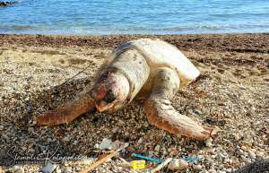 Νεκρή χελώνα caretta caretta στη Μεσογγή - Τί κάνουμε
