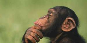Αττικό Ζωολογικό Πάρκο: Αντιδράσεις και συγκέντρωση διαμαρτυρίας για τη θανάτωση χιμπατζή
