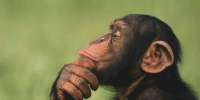 Αττικό Ζωολογικό Πάρκο: Αντιδράσεις και συγκέντρωση διαμαρτυρίας για τη θανάτωση χιμπατζή