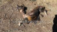 Αγριότητα χωρίς όρια: Έκαψαν σκύλο ζωντανό στη Λαμία - Προσοχή πολύ σκληρές εικόνες
