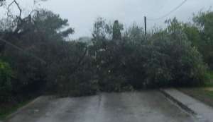 Θυελλώδεις άνεμοι έριξαν δέντρα στην Κέρκυρα - Προβλήματα στους δρόμους - Χωρίς &quot;παντόφλες&quot;