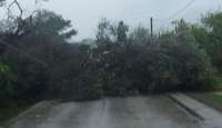 Θυελλώδεις άνεμοι έριξαν δέντρα στην Κέρκυρα - Προβλήματα στους δρόμους - Χωρίς 