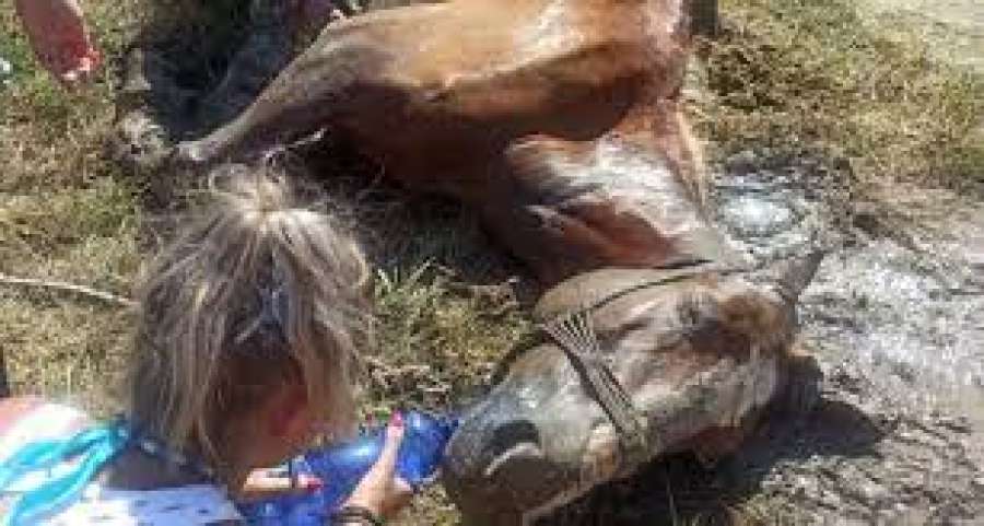 Αγριότητα στην Κέρκυρα: Άφησαν άλογο δεμένο στον ήλιο και πέθανε (Βίντεο)